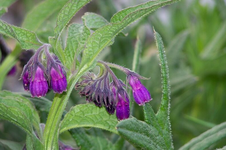 Comfrey gimdos kaklelio osteochondrozei gydyti