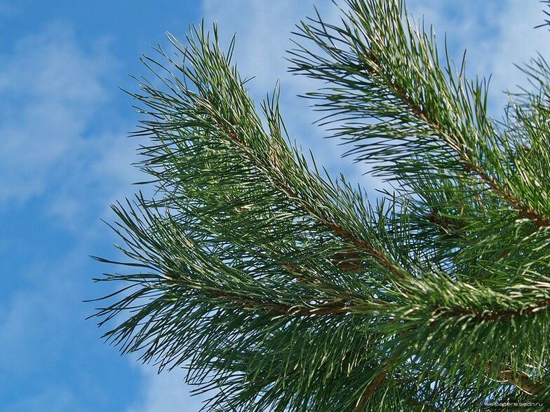 adatos gimdos kaklelio osteochondrozei gydyti